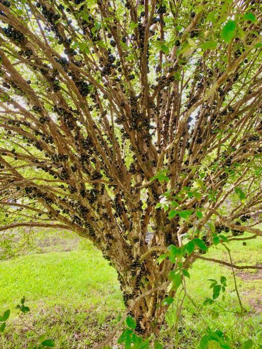 Puna Zen Botanical Garden Retreat ケアアウ エクステリア 写真
