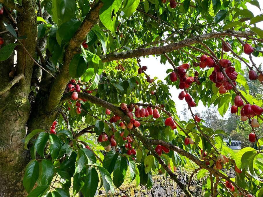 Puna Zen Botanical Garden Retreat ケアアウ エクステリア 写真