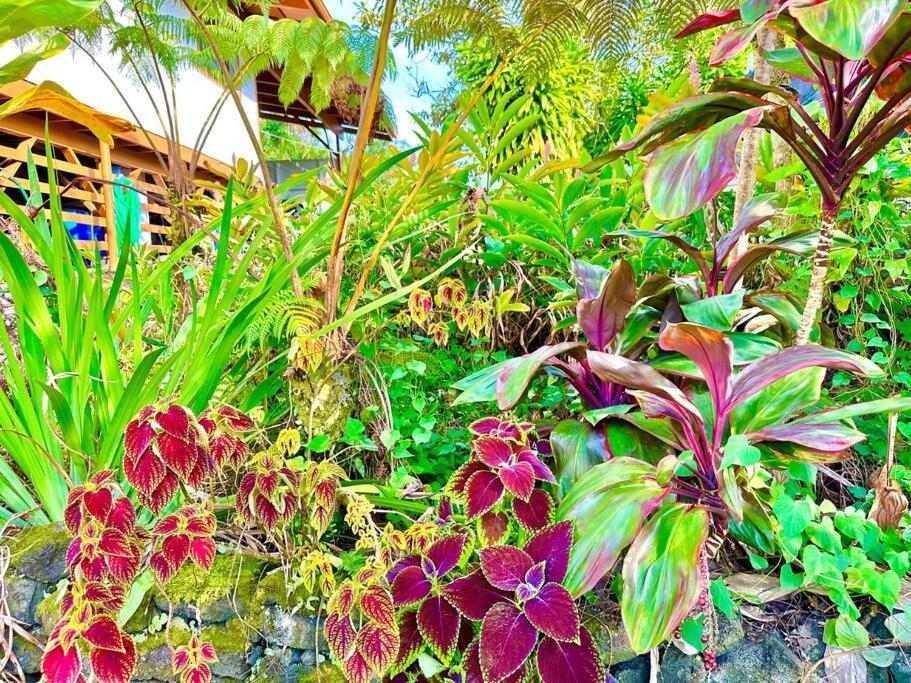 Puna Zen Botanical Garden Retreat ケアアウ エクステリア 写真